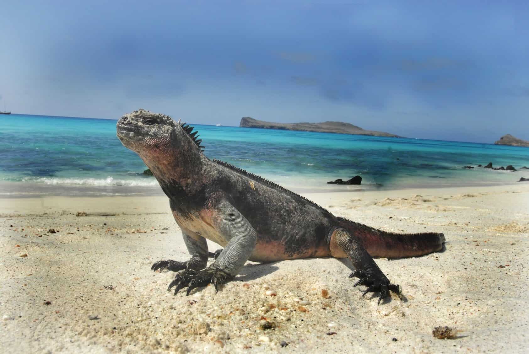 galapagos m
