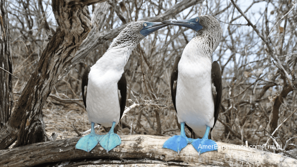Galapagos Ecuador patas azules una hembra y un macho