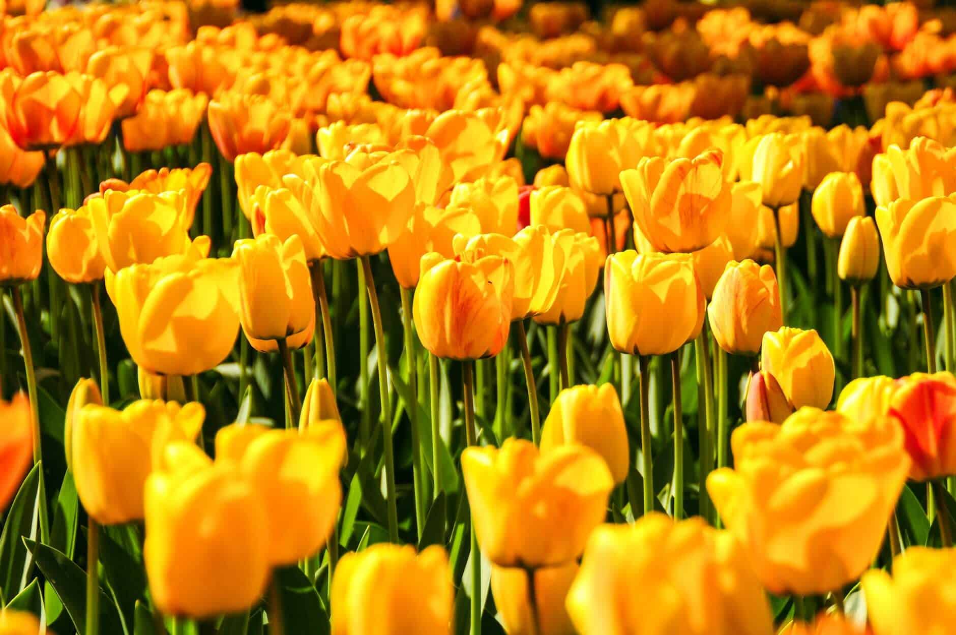 yellow tulip field landscape photography