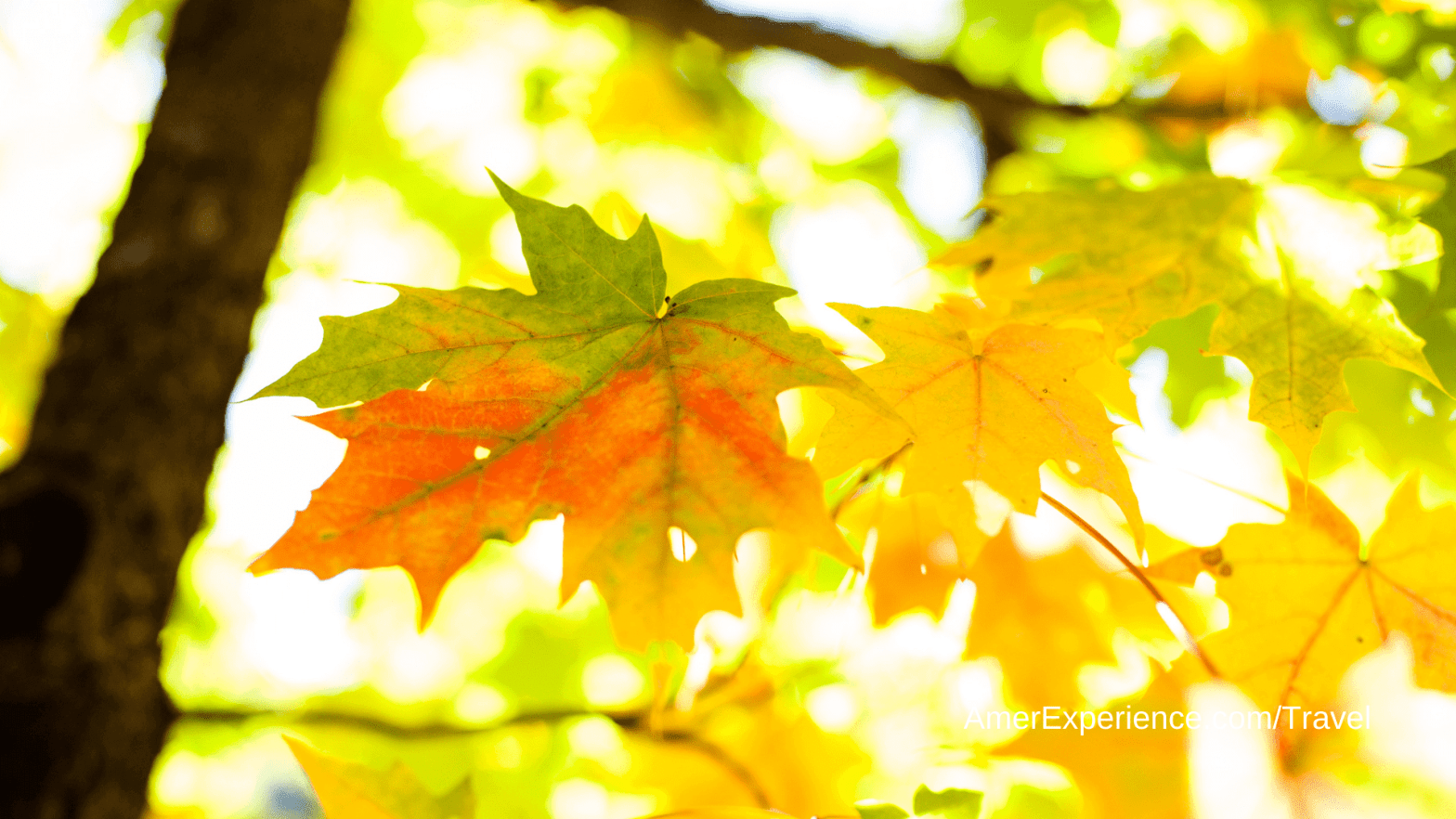 It’s fall y’all, time to leaf peep: Your foliage forecast for 2021, according to an expert