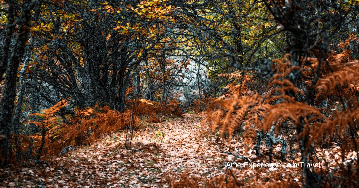 Cinco caminatas diferentes por los bosques más bonitos de Madrid