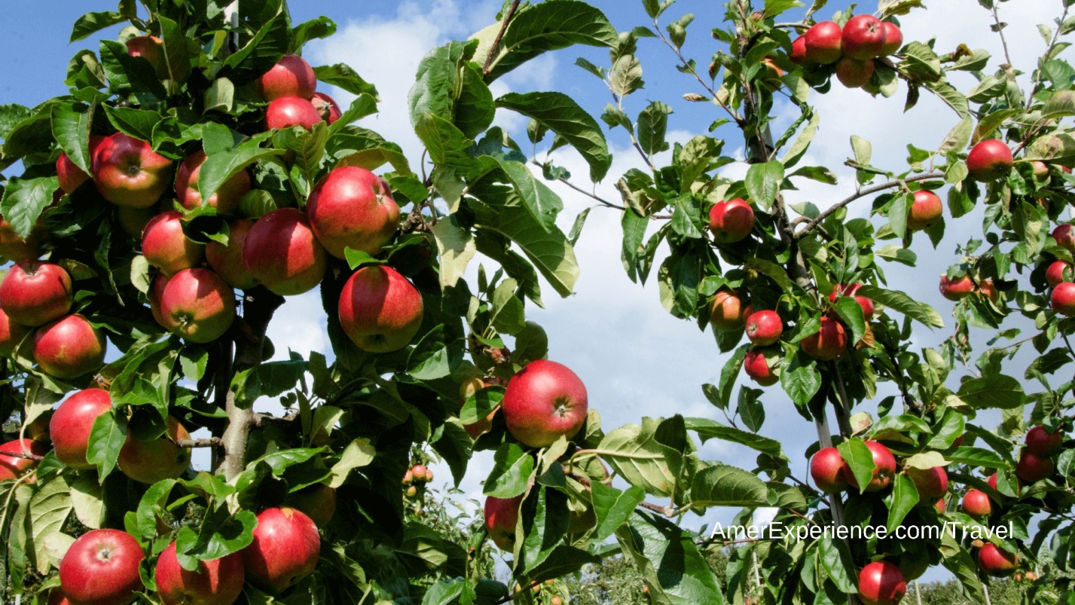 Cider harvesting in Herefordshire: ‘the fruit is always in charge’