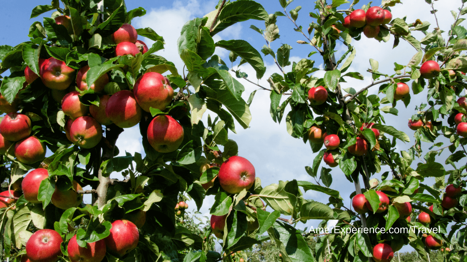 Cider harvesting in Herefordshire: ‘the fruit is always in charge’