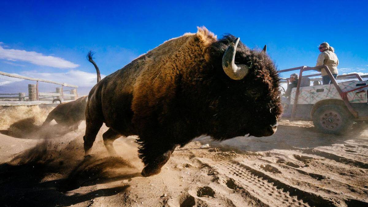 WS USA Bison Ranch Rocky Mountains ueber 7.jpg
