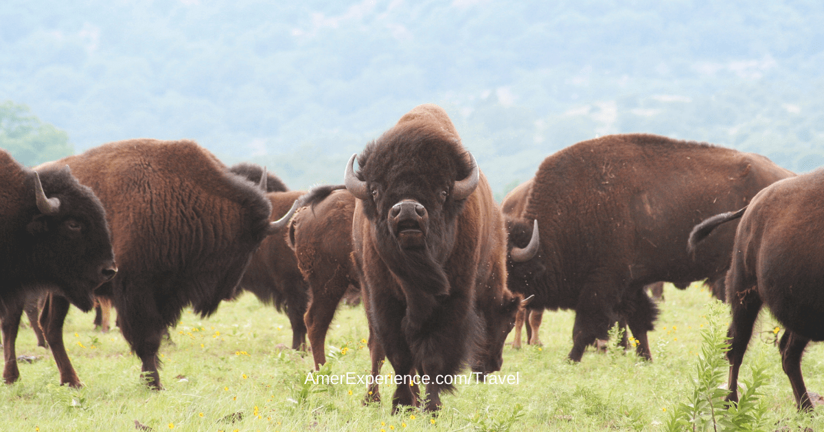 Huge herd of bison halts traffic as they fill the road in Yellowstone National Park