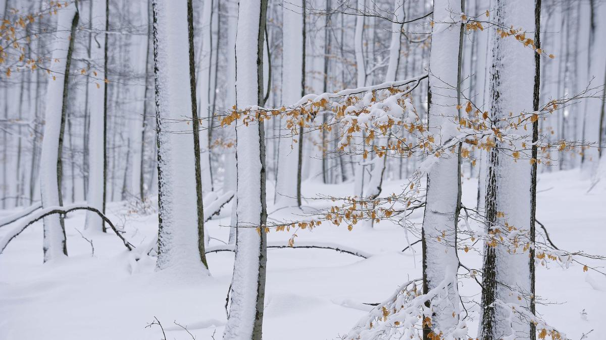 Forest in winter Franconia Bavaria Germany.jpg