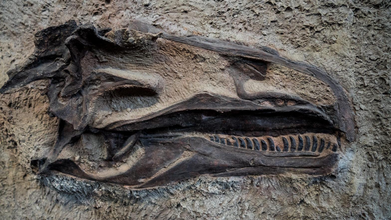 3ba89b53 dea7 461f a5a8 5cb845af17aa Dinosaur National Monument 107.jpegcrop29981686x1y125width2998height1686formatpjpgautowebp