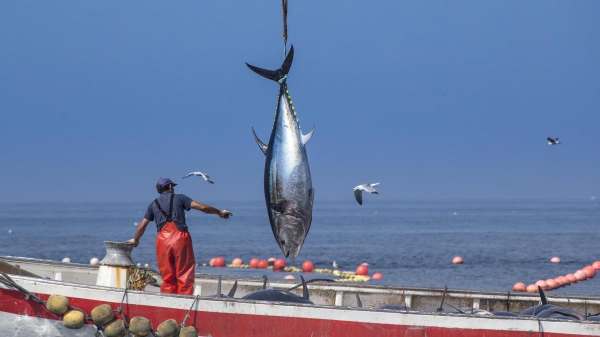 DWO Reise Spanien Thunfischfang Jos Mar.jpg