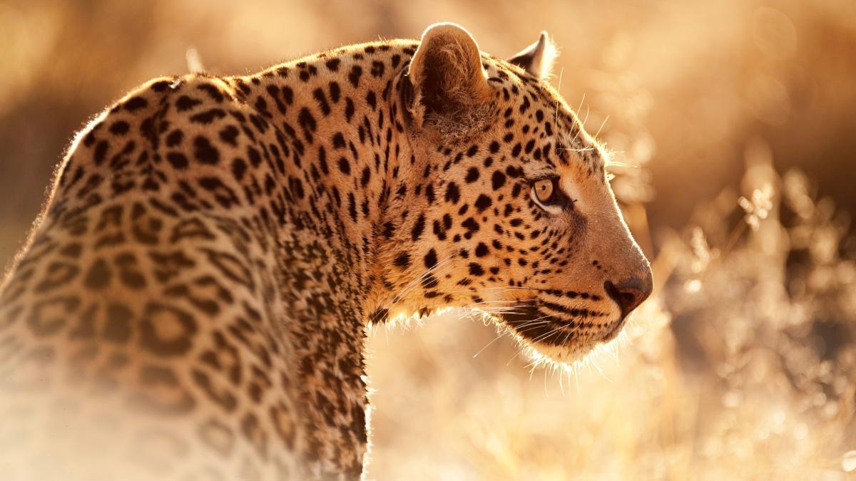 Leopard im Morgenlicht 1.jpg 1