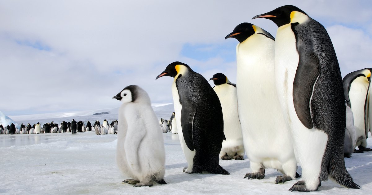 emperor penguins snow hill island 2 2.jpg