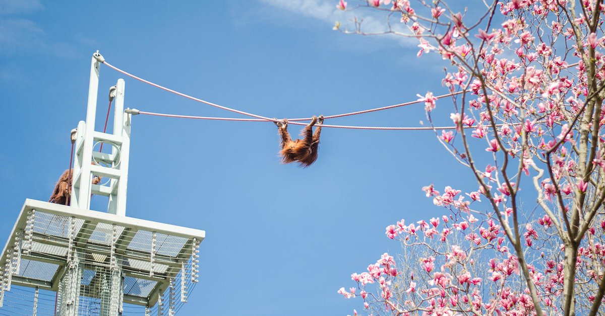orangutan smithsonian national zoological park 1.jpg