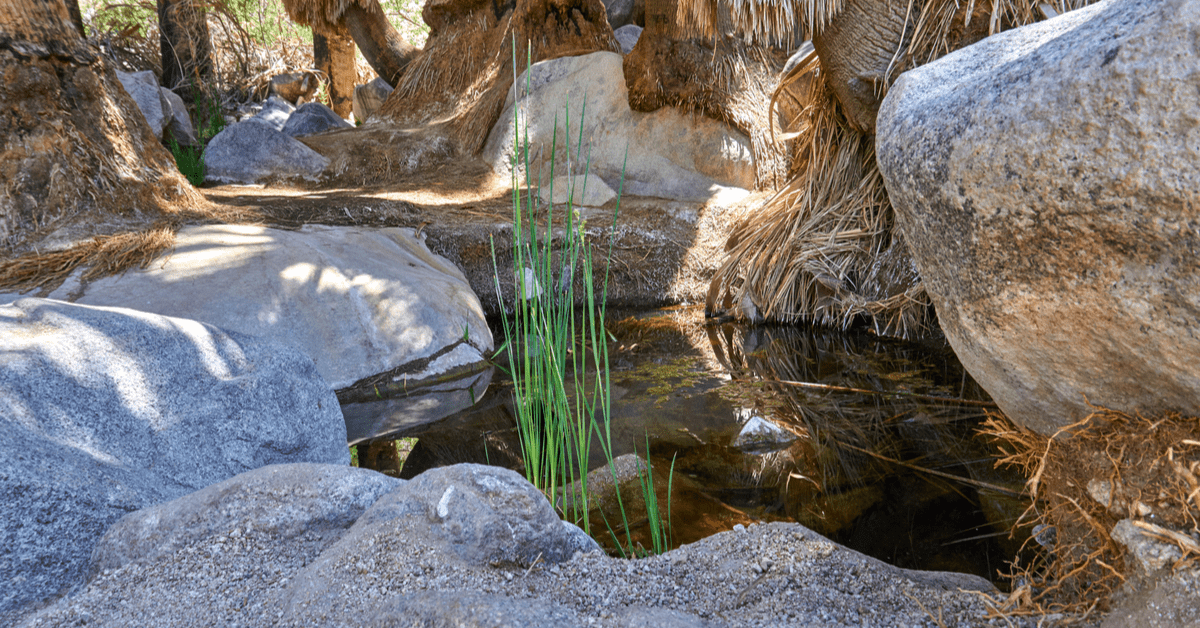 Fortynine Palms Oasis fb.png