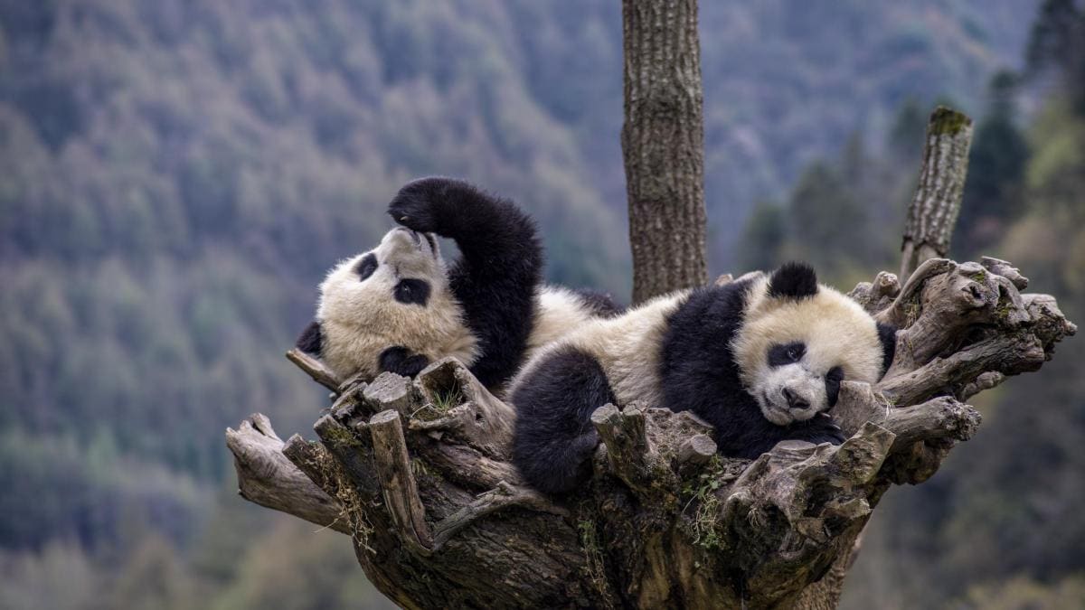 Giant Pandas In Aba 3.jpg