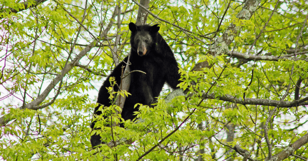bear near blue ridge parkway fb