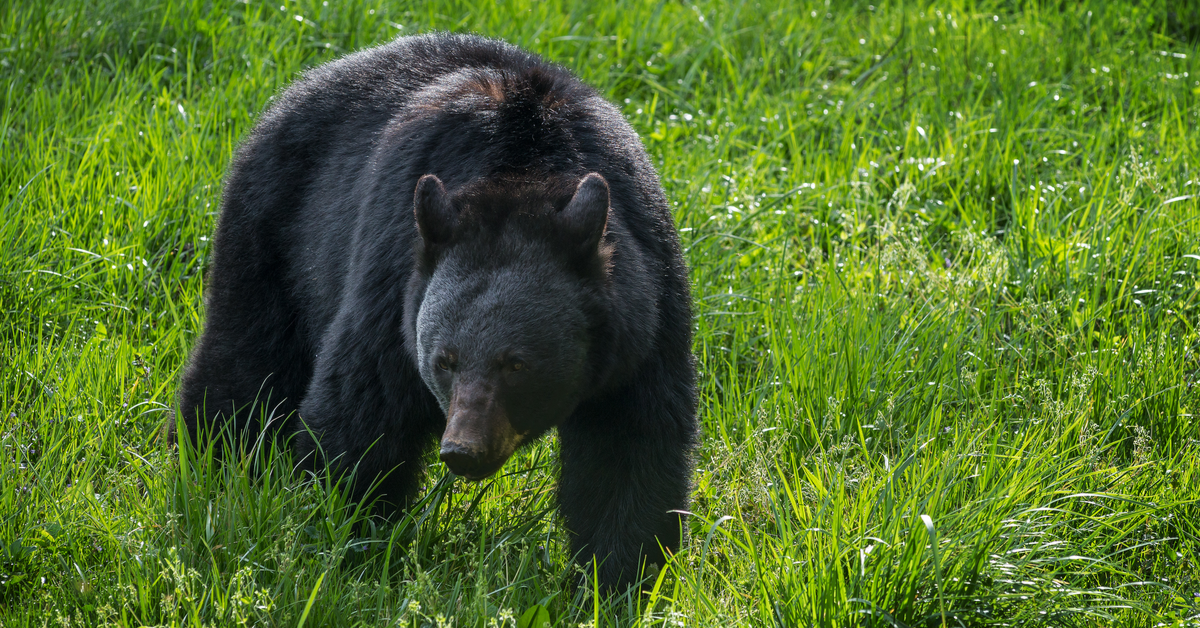 black bear smoky mountains 1200 628.png