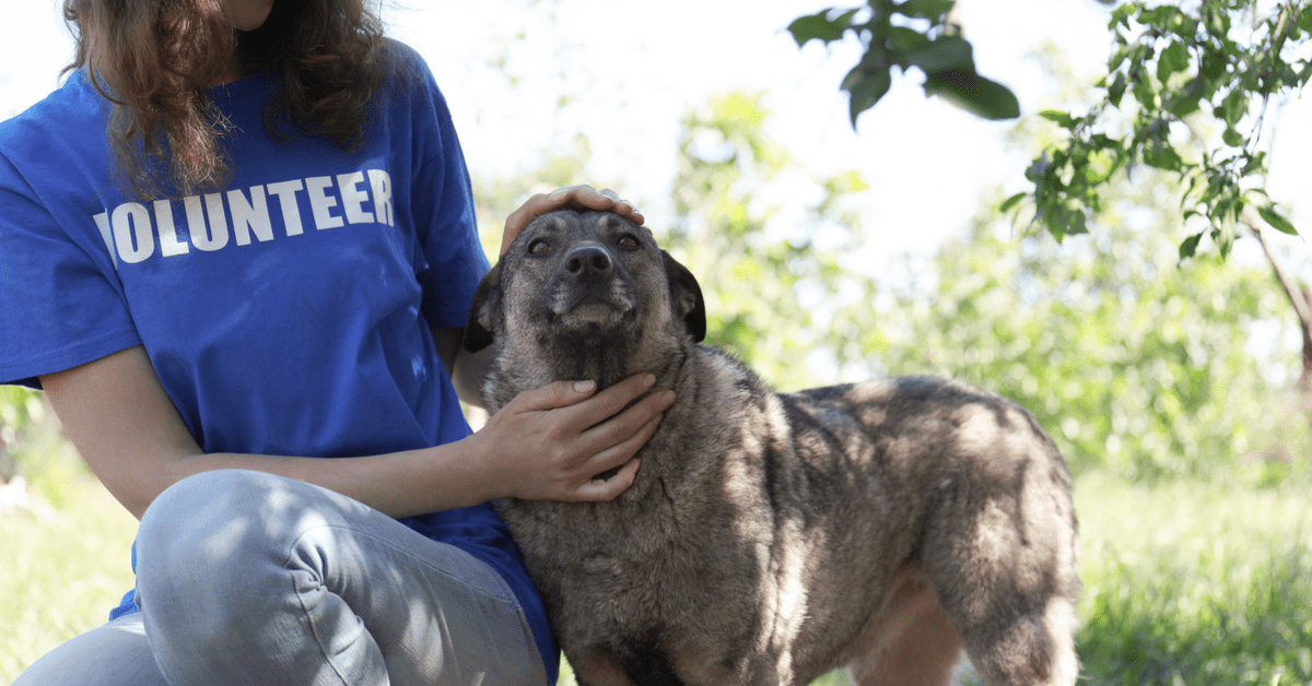 volunteering with animals.png