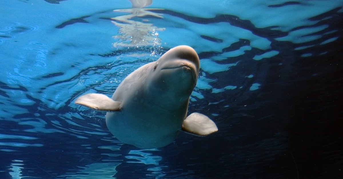 beluga whale fb.jpg