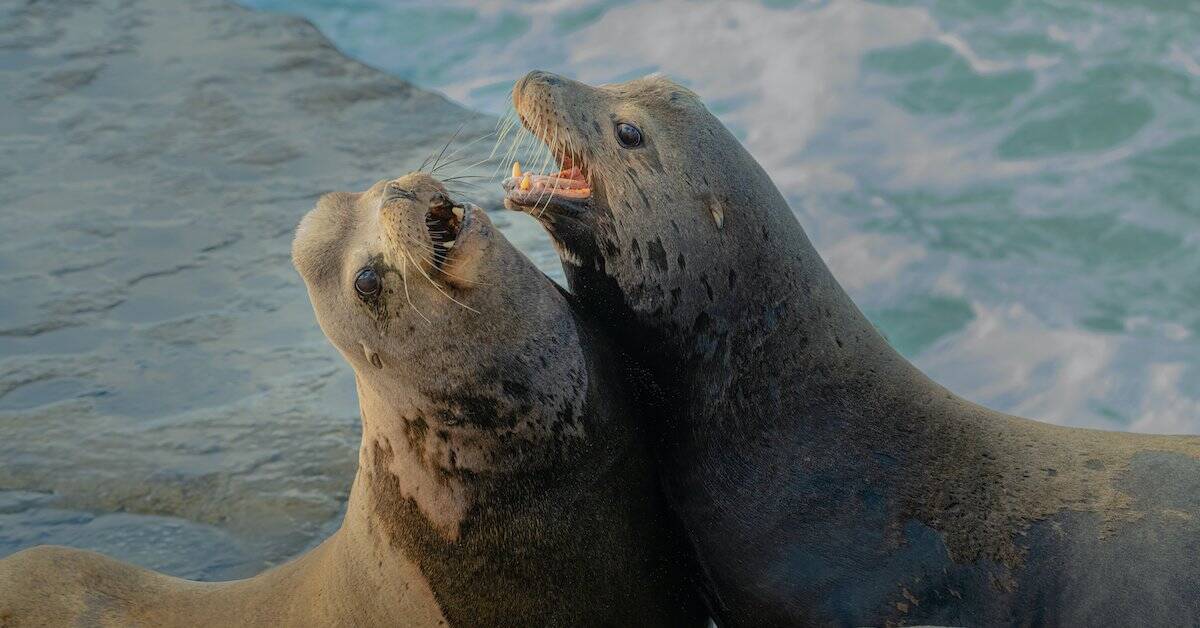 la jolla sea lions fb.jpg