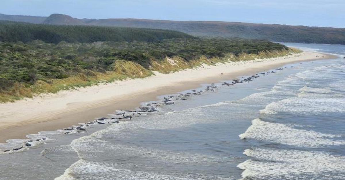 whales in tasmania fb.jpeg