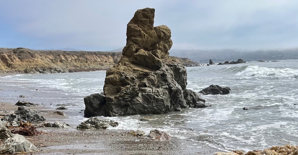 Seaweed foraging at Estero Bluffs 1.jpeg