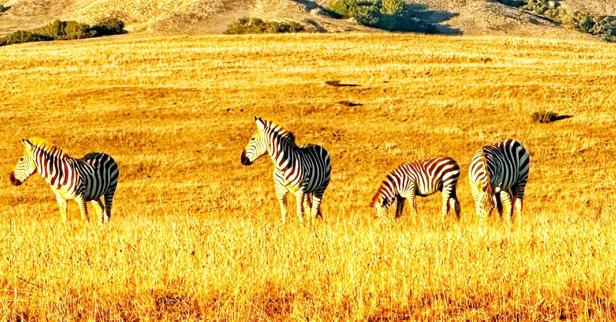 hearst ranch zebras fb.jpg