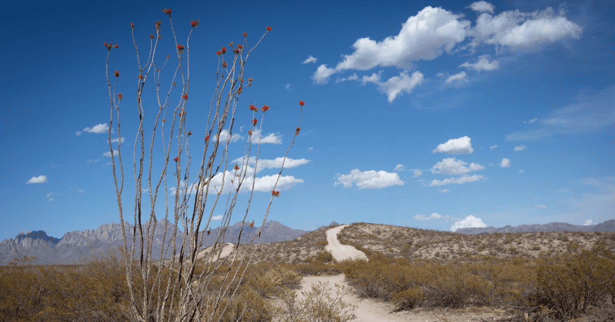 hiking trail las cruces fb.png