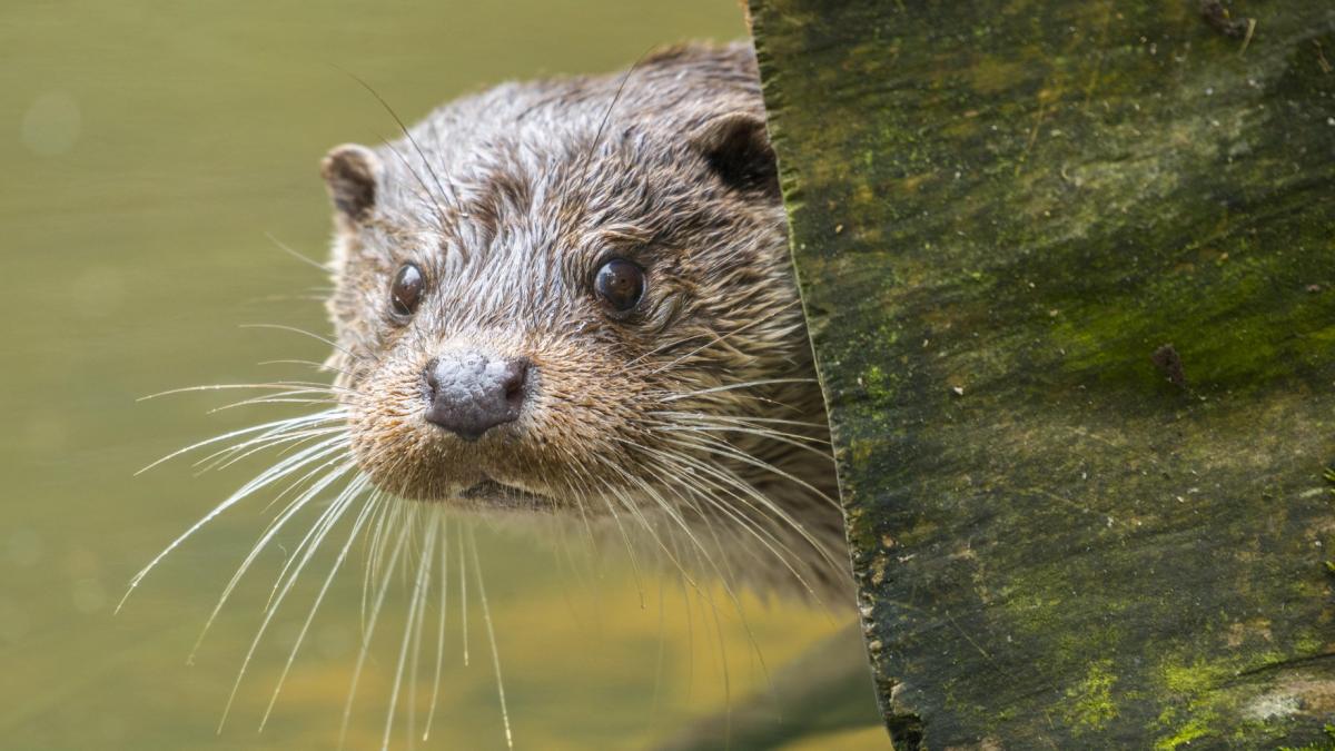 European otter Lutra lutra looks from a hollow tree trunk capt.jpg - Travel and Golf Influencer - AmerExperience Content Curator