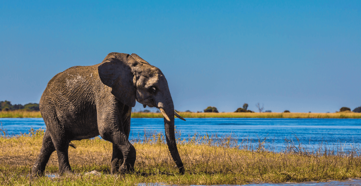 Okavango-Delta Tierwelt Elefanten