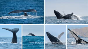 El avistamiento de ballenas en Ecuador Descubre los mejores lugares y la temporada ideal para encuentros espectaculares