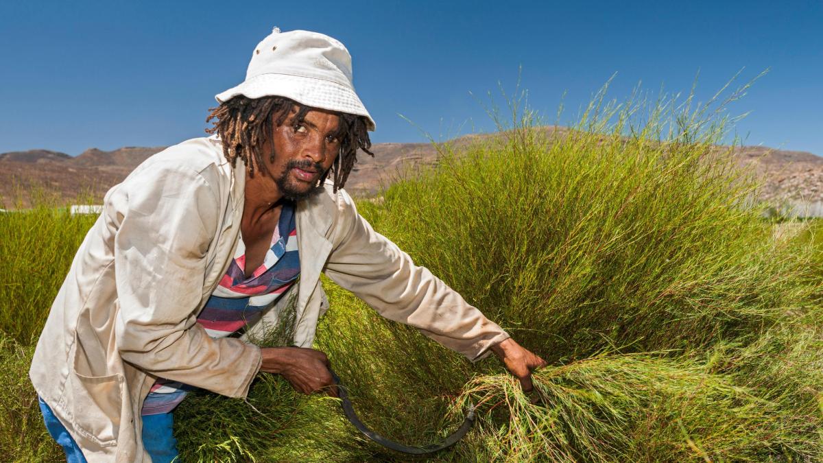 Farmhand harvesting rooibos tea plants with a sickle in the Cederberg Mountains.jpg