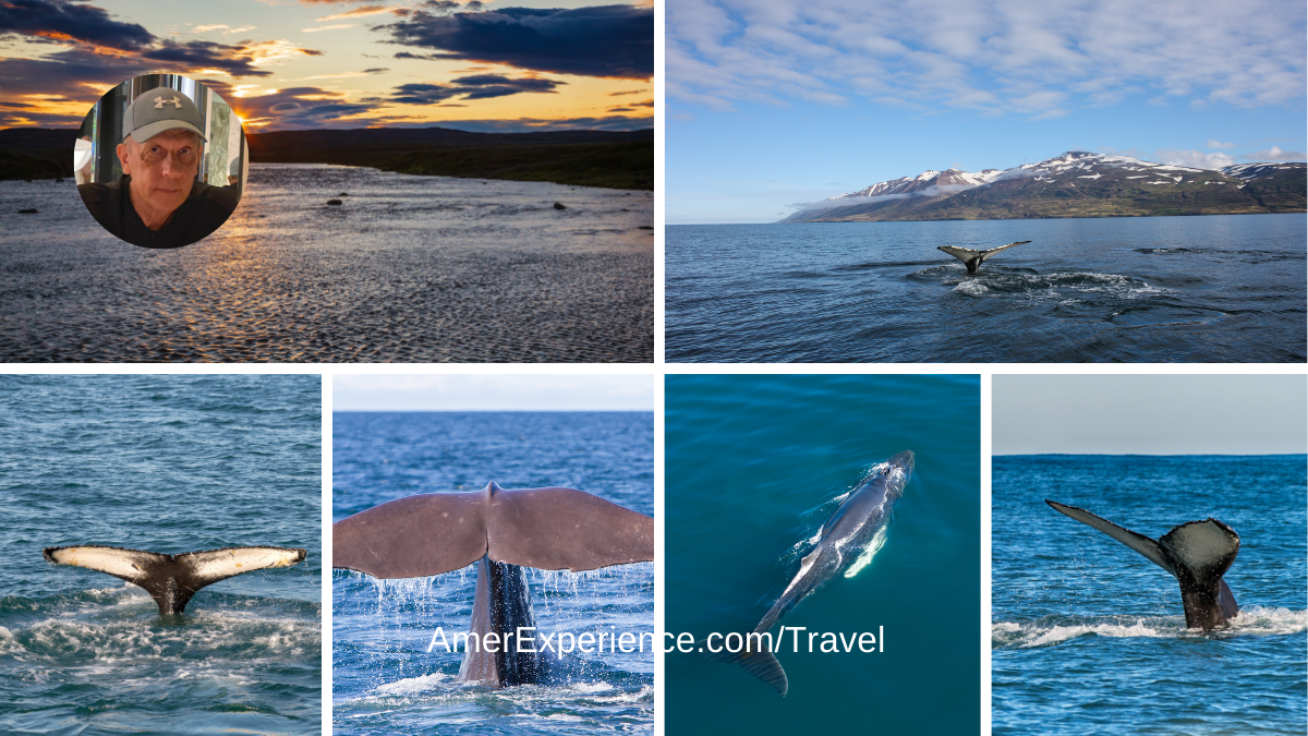 Swimming with whales under the midnight sun