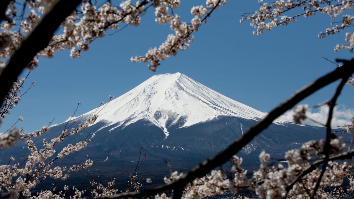 Kirschbluete am Fuji.jpg - Travel and Golf Influencer - AmerExperience Content Curator