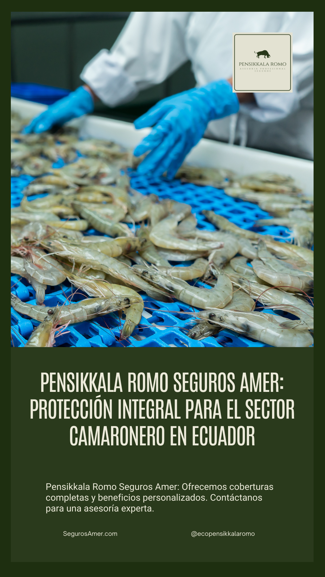 Pensikkala Romo Seguros Amer: Protección integral para el sector camaronero en Ecuador