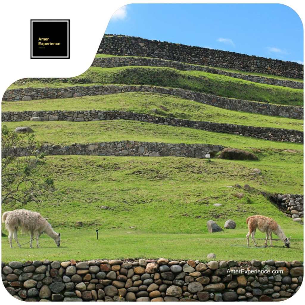 Llamas grazing on green terraces bordered by ancient stone walls at an archaeological site in Ecuador.