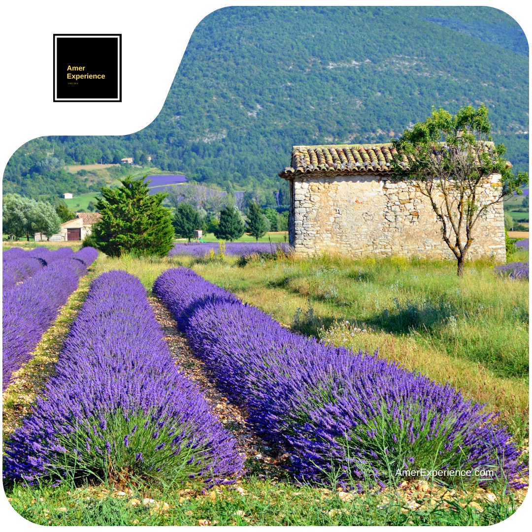 France is back beautiful flower field in the country side