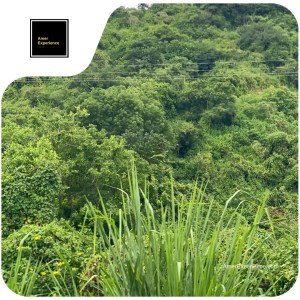 Ruta Spondylous before Ayampe tropical forest