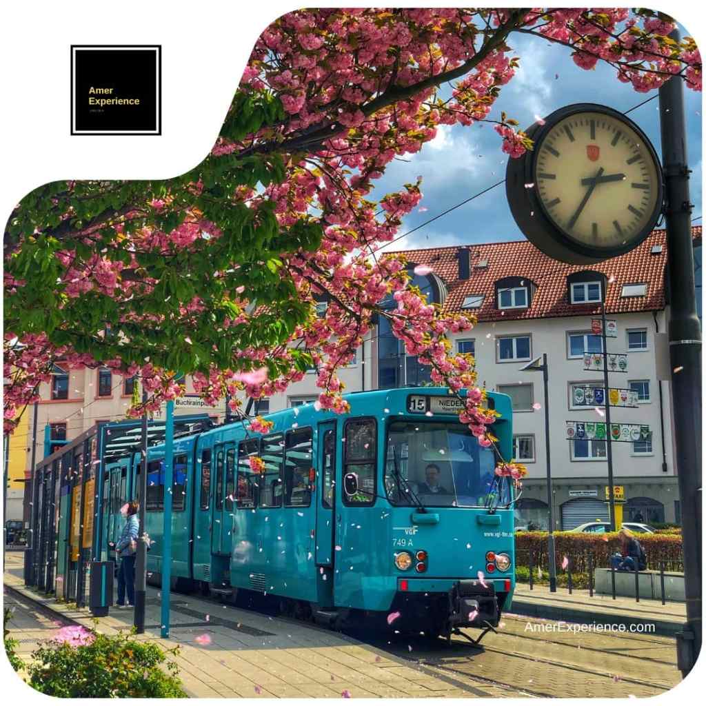 Raitiovaunu kulkee kukkivien puiden alla Frankfurtin kadulla
