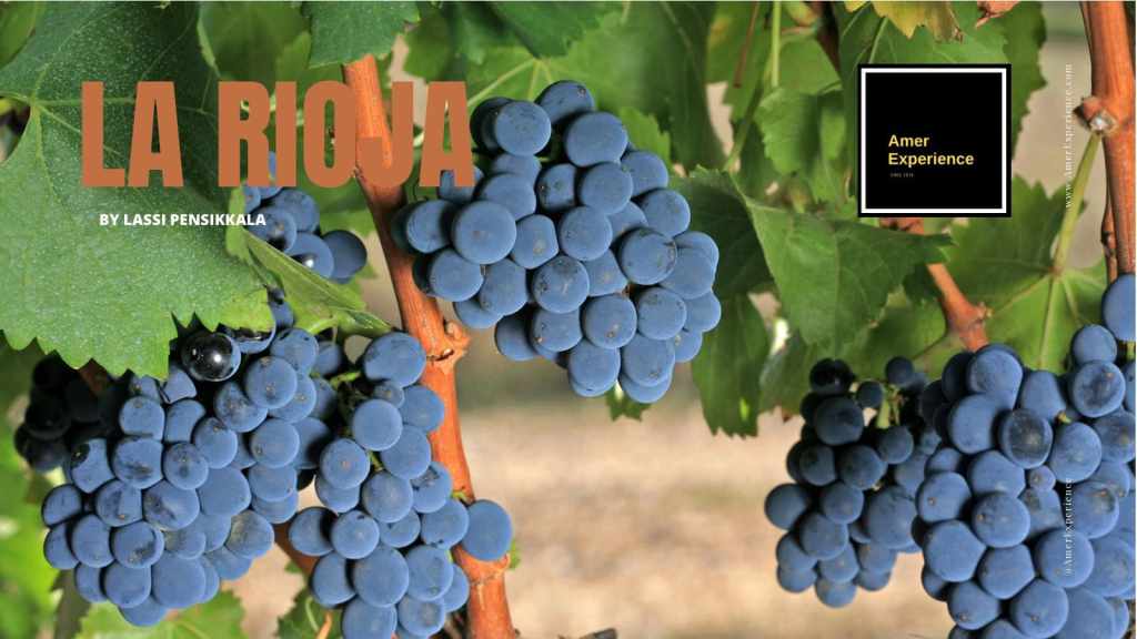 Racimos de uvas en viñedos de La Rioja durante la temporada de vendimia