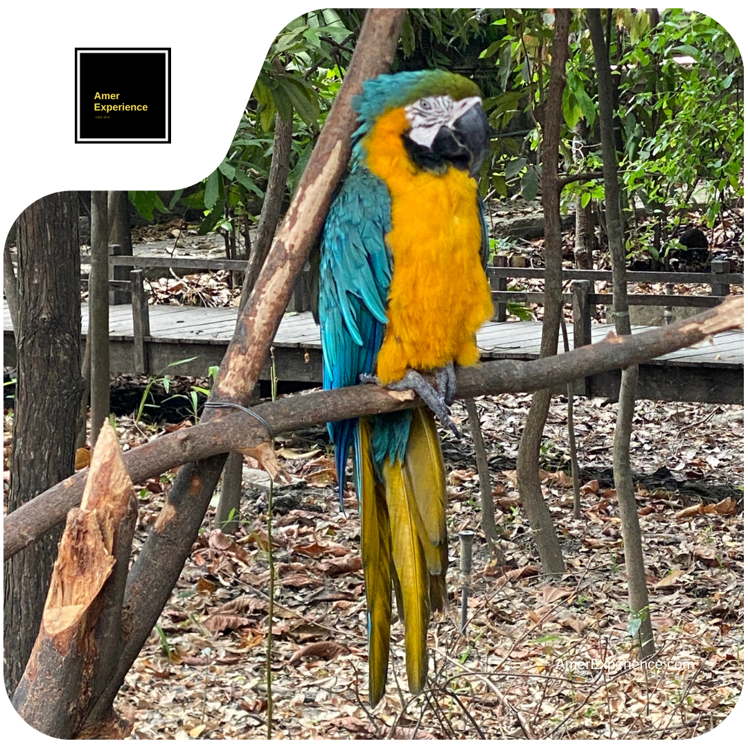 Samborondón – Parque Historico Zoo with a native to tropical forests Blue and yellow Macaw, Ara