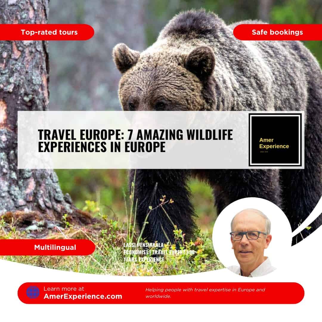 Wildlife Scandinavia bear in a forest