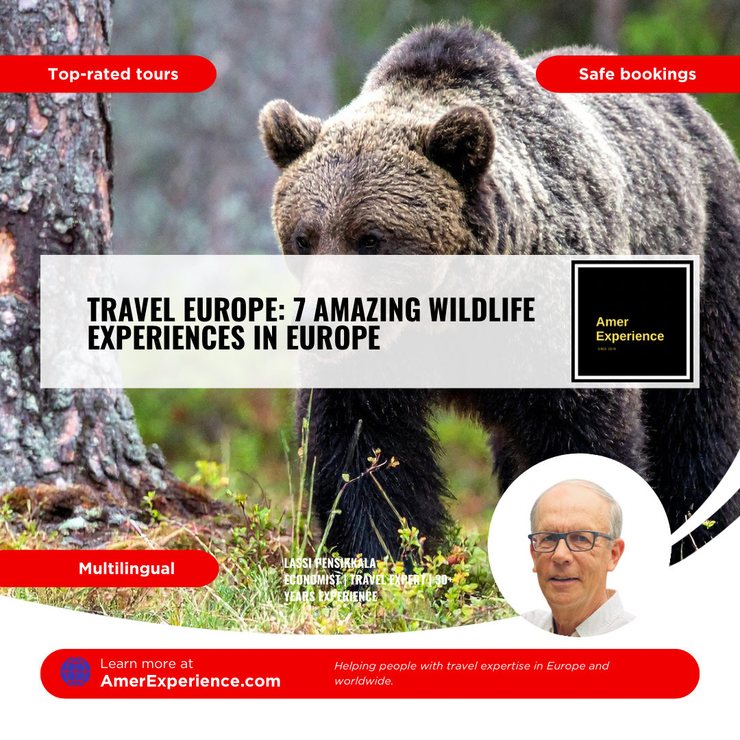 Wildlife Scandinavia bear in a forest